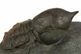 Pelagic Trilobite (Cyclopyge) Fossil - Huge Eyes #344609-2